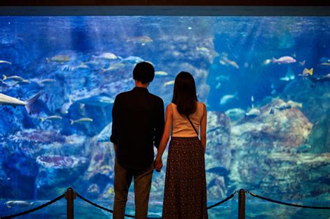 水族館 デート 付き合う 前